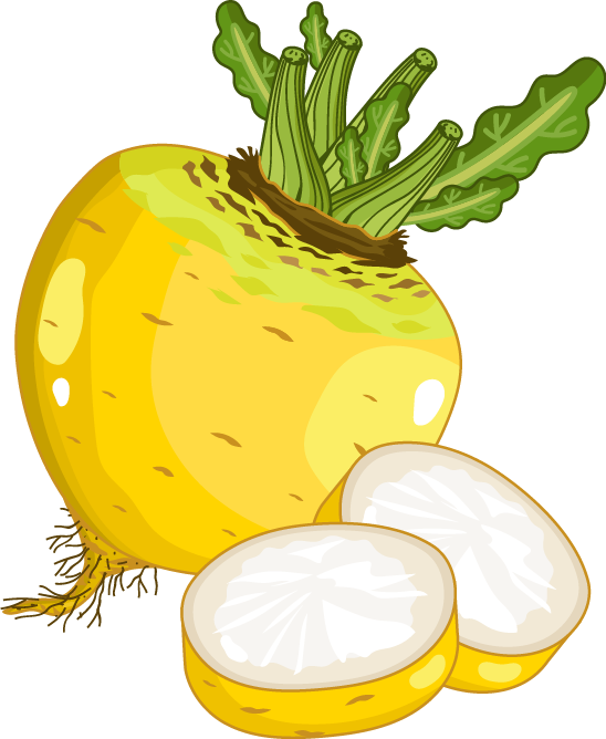 Fresh Turnipand Slices Illustration PNG