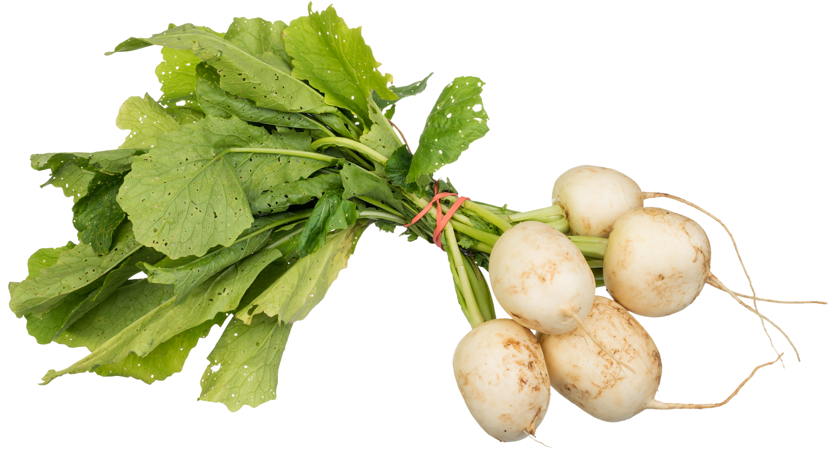 Fresh Turnips Bunch Green Leaves PNG