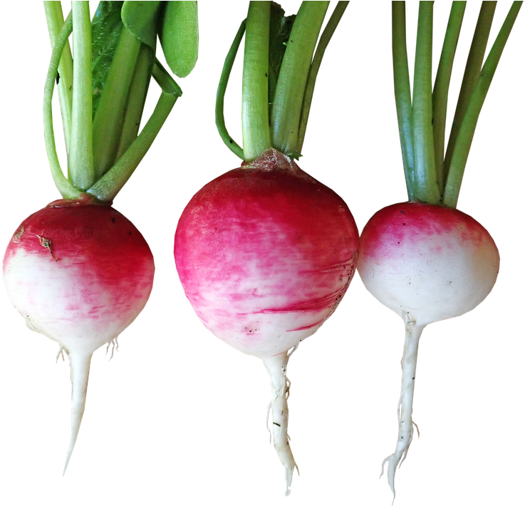 Fresh Turnips Isolatedon Background PNG