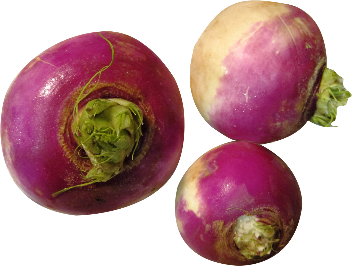 Fresh Turnips Isolatedon Background PNG