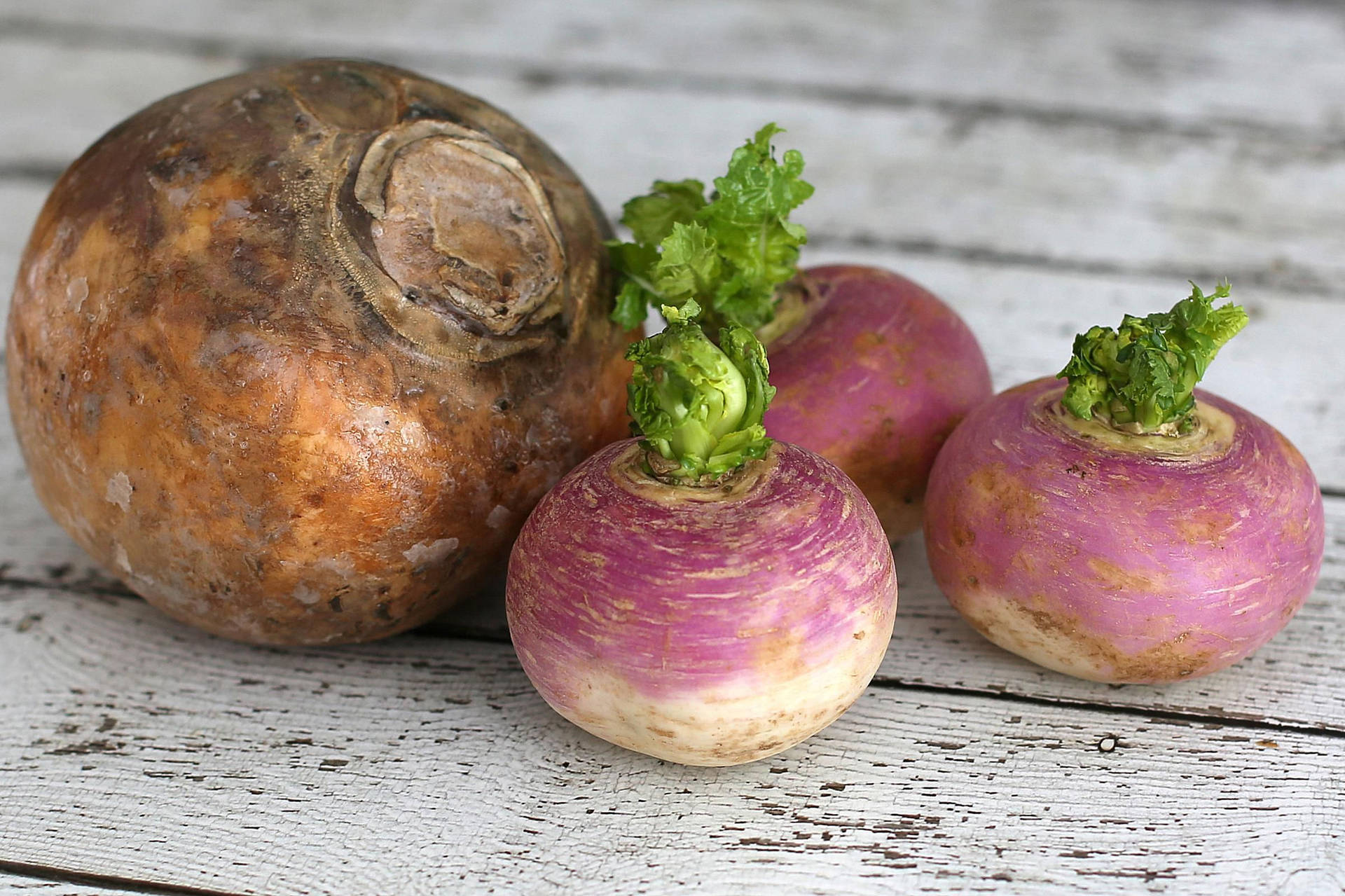 Caption: Freshly Harvested Turnips on White Table Wallpaper