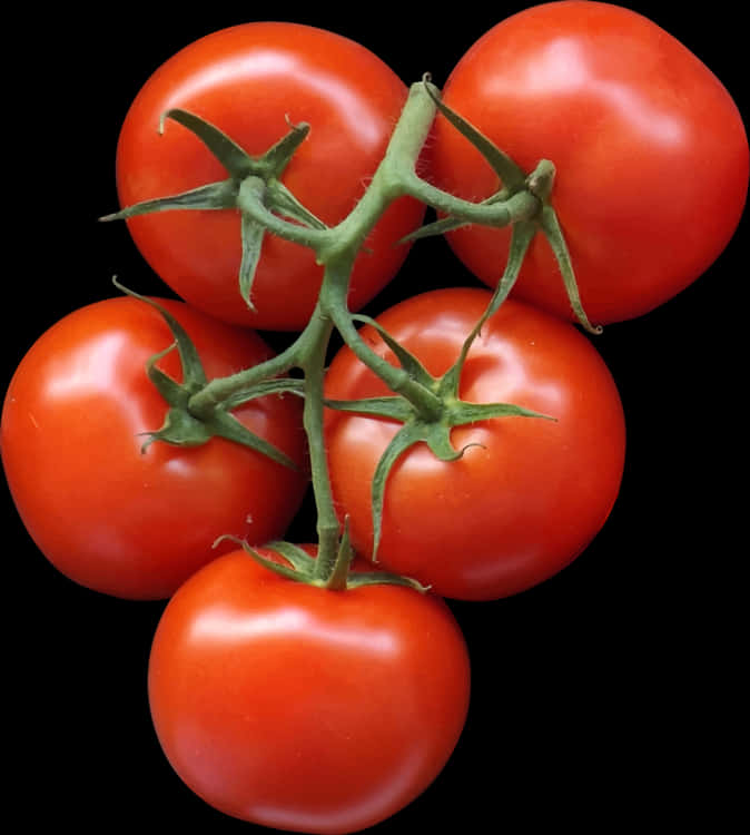 Fresh Vine Tomatoes Black Background PNG