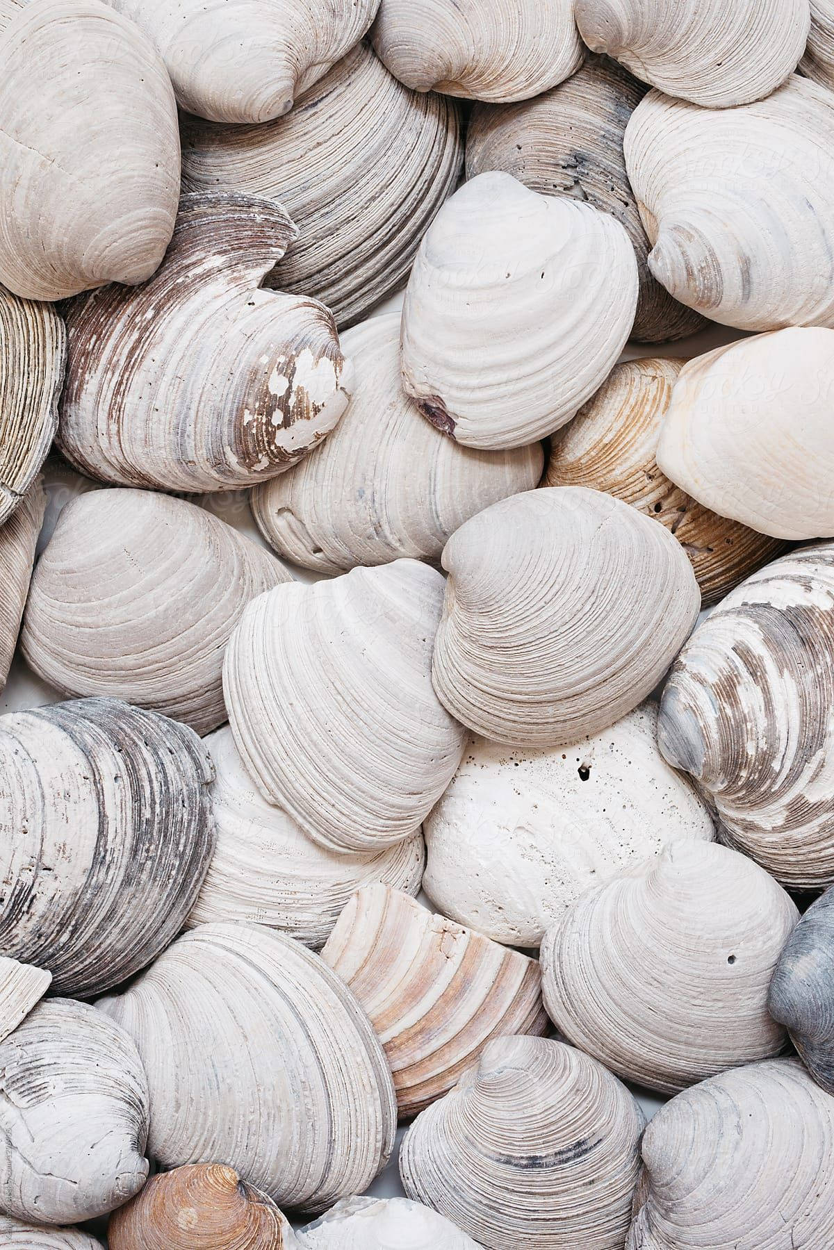Fresh White Clams From The Sea Wallpaper