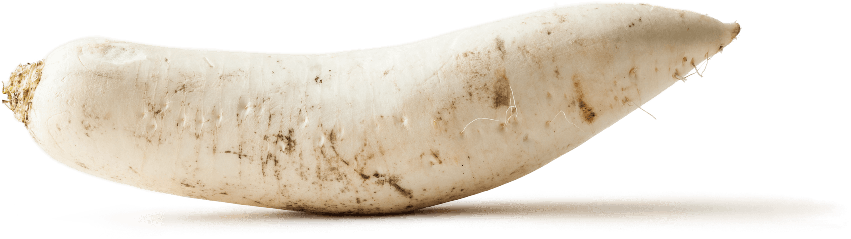 Fresh White Daikon Radish PNG