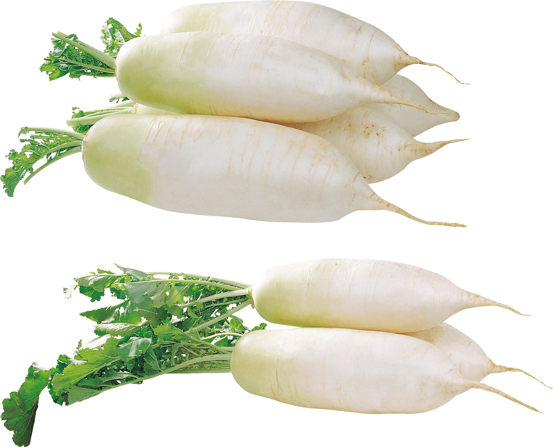 Fresh White Daikon Radishes PNG