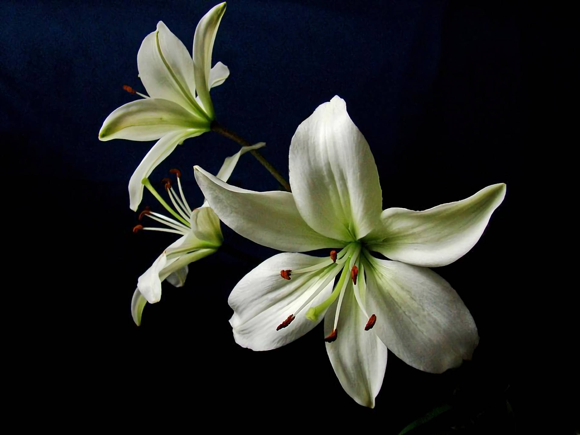 Fresh White Lily Blooms Wallpaper