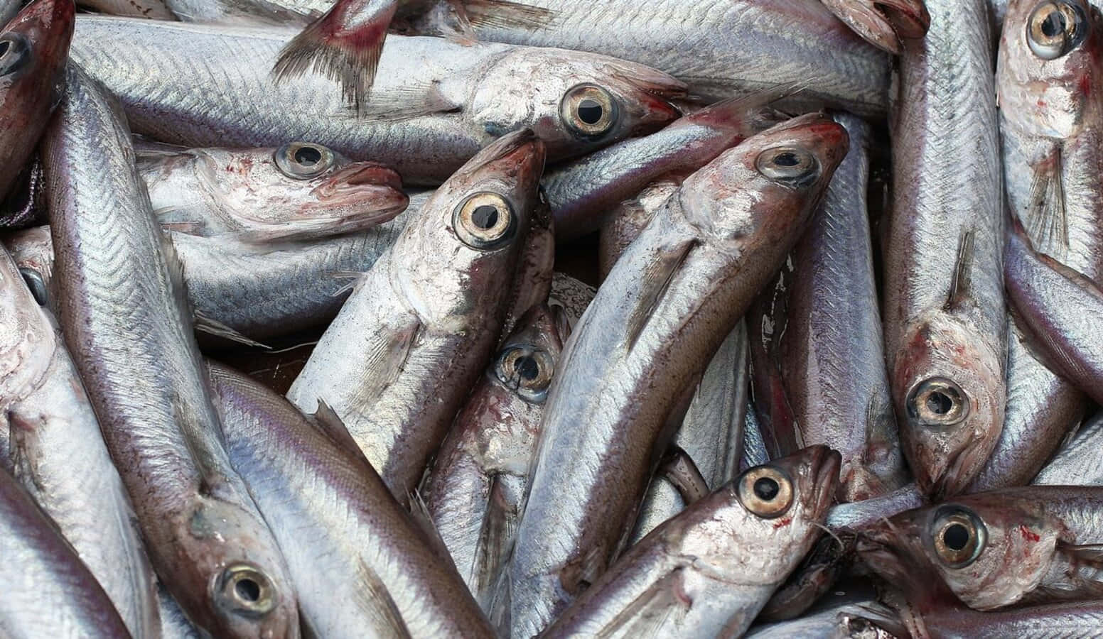 Fresh Whiting Fish Catch Wallpaper