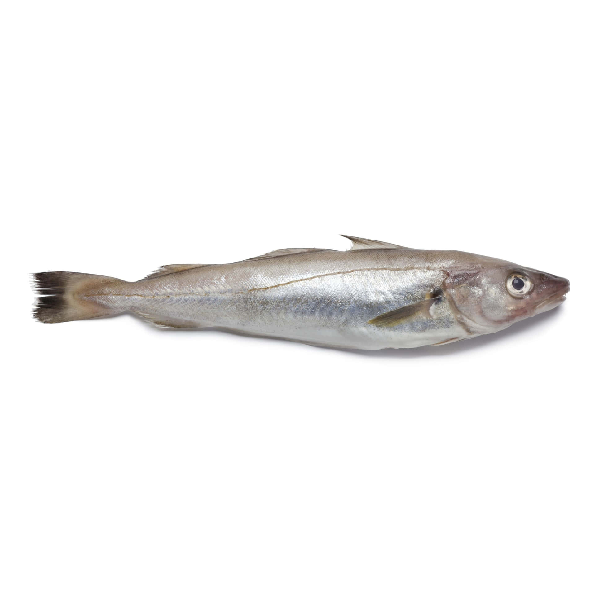 Fresh Whiting Fish Isolated Wallpaper