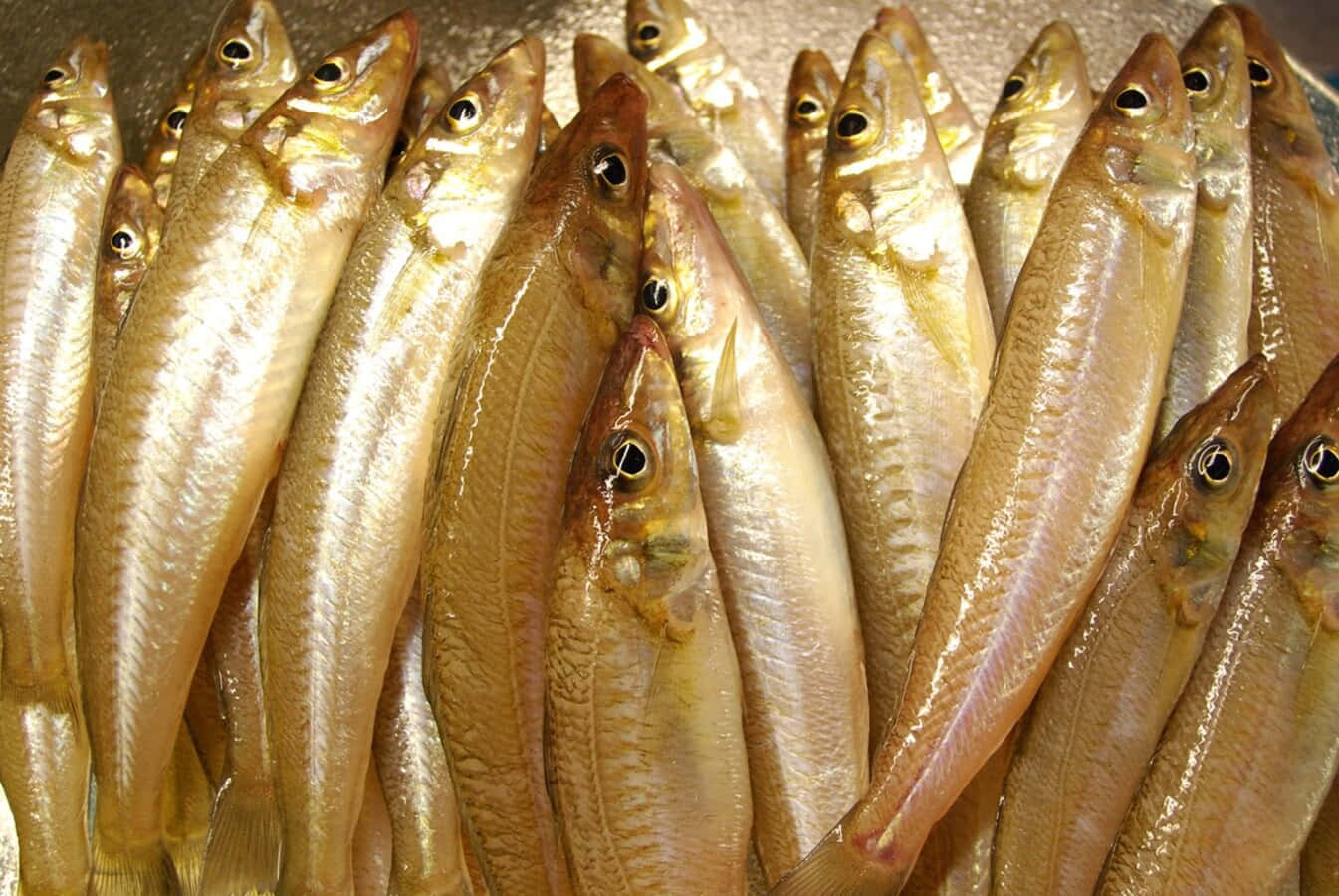 Fresh Whiting Fish Market Wallpaper