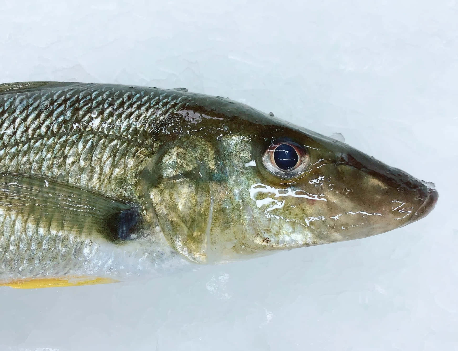 Fresh Whiting Fish On Ice Wallpaper