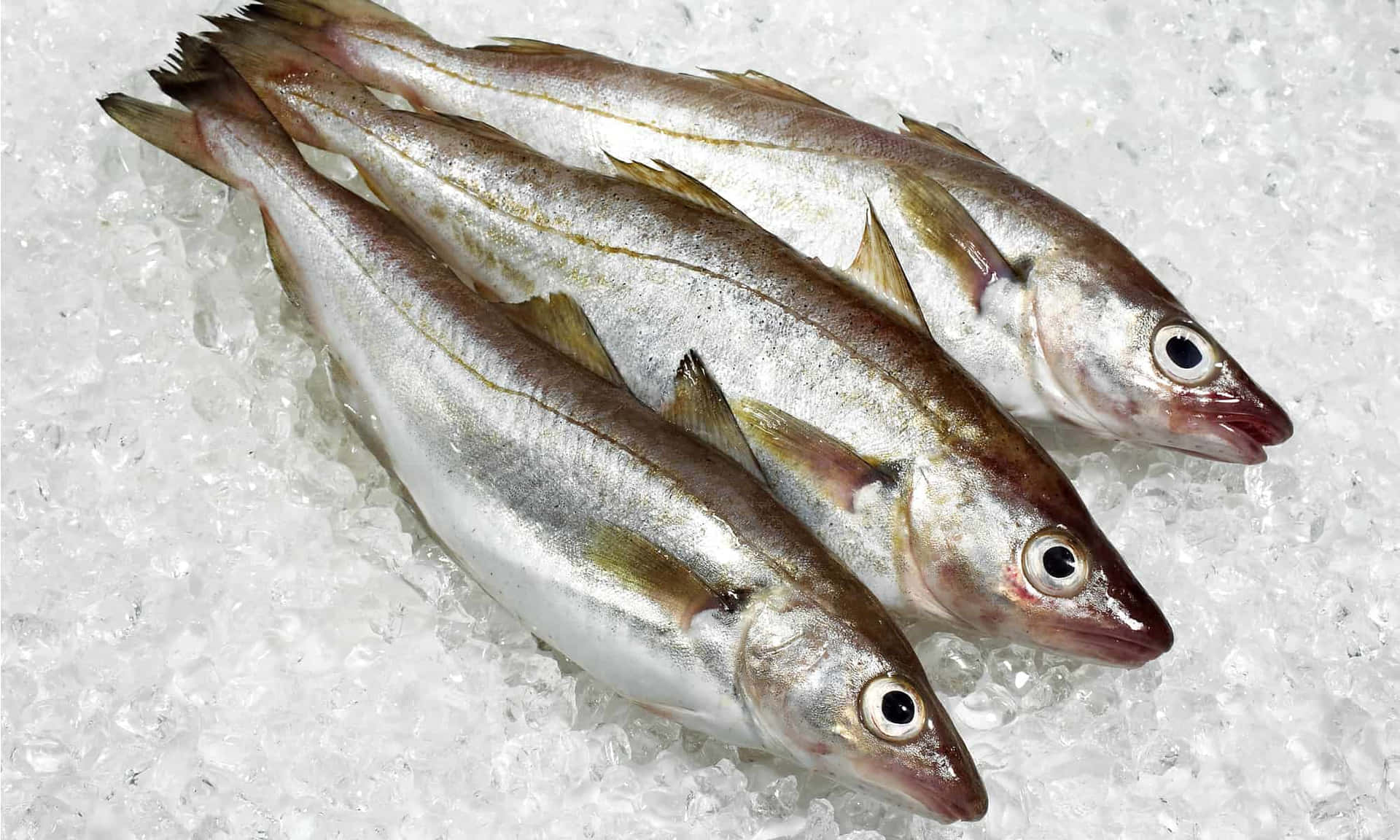 Fresh Whiting Fish On Ice Wallpaper