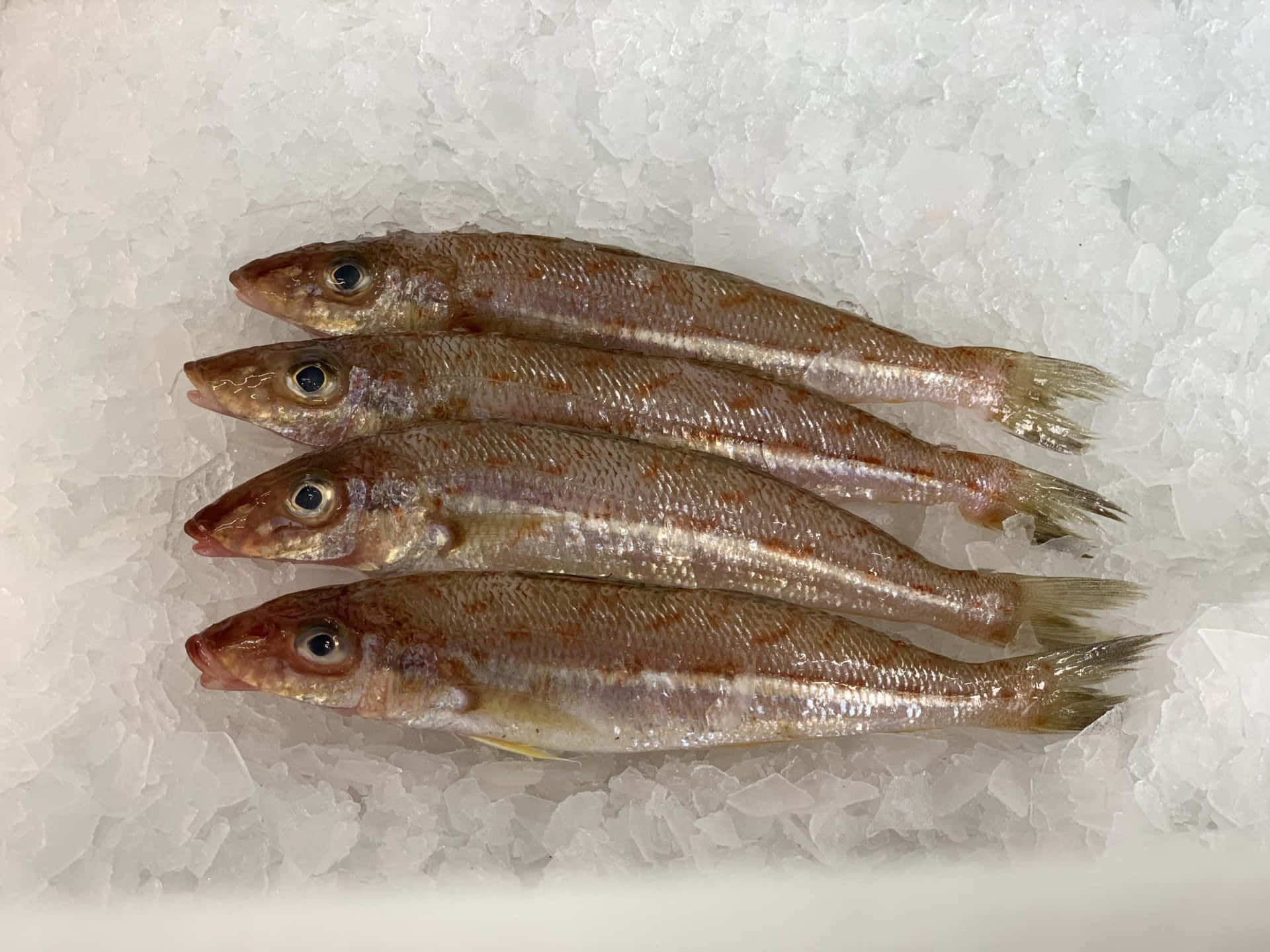 Fresh Whiting Fish On Ice Wallpaper