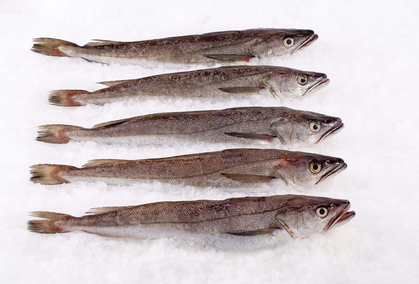 Fresh Whiting Fish On Ice Wallpaper