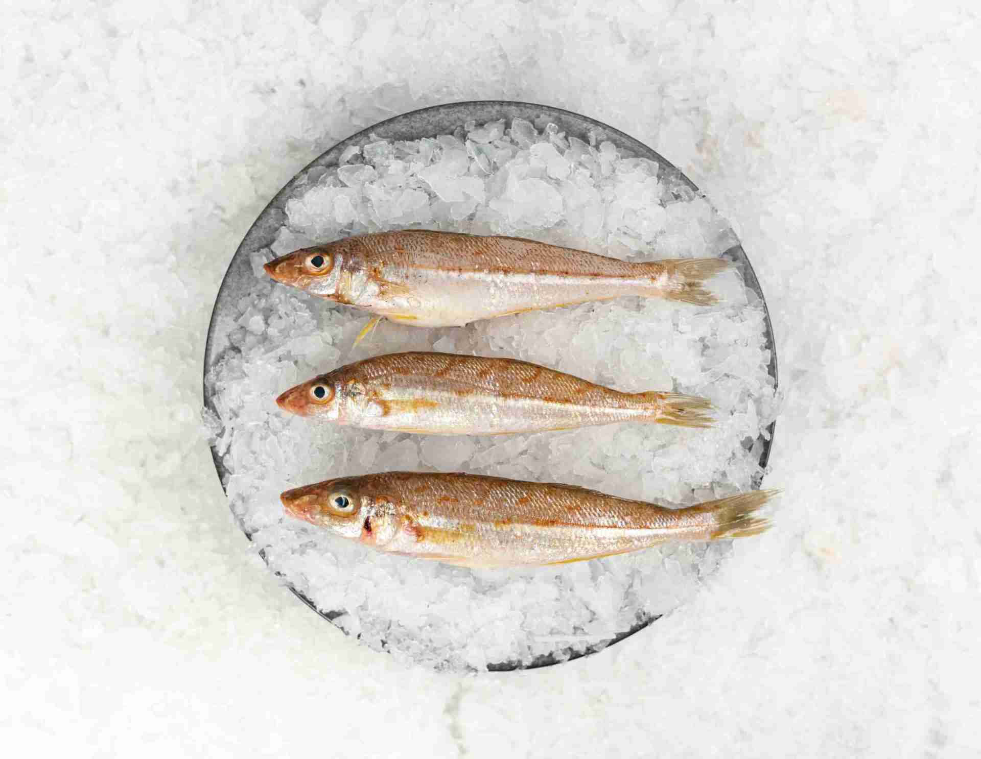 Fresh Whiting Fishon Ice Wallpaper