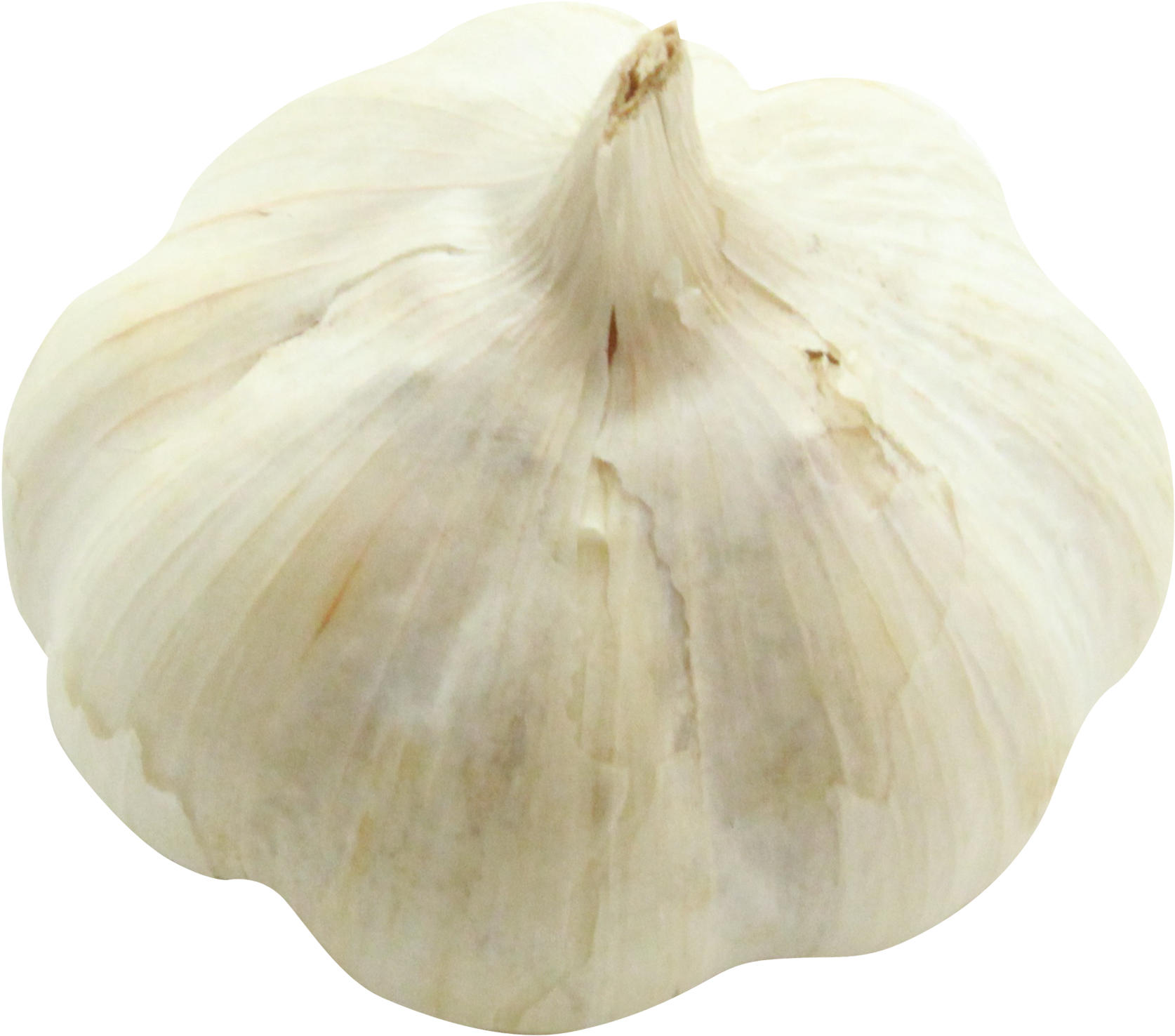 Fresh Whole Garlic Bulb PNG