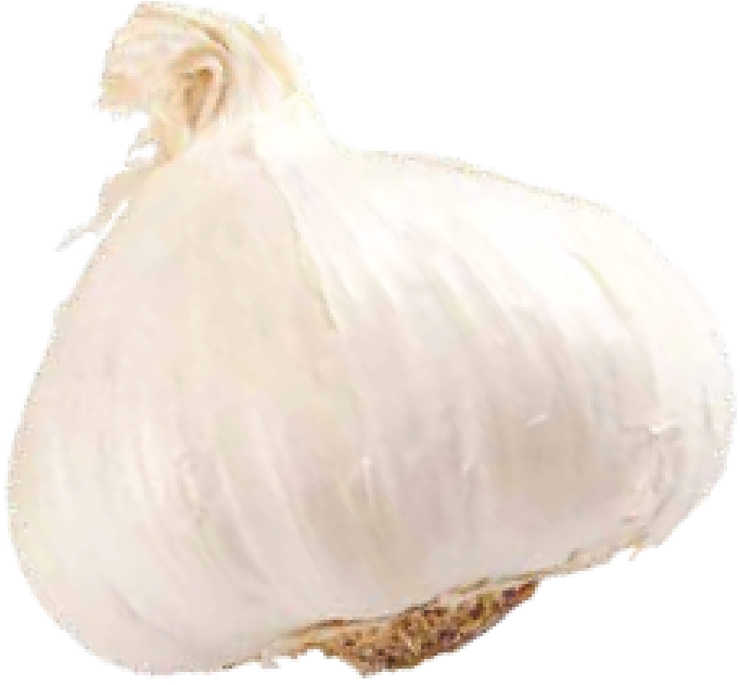 Fresh Whole Garlic Bulb PNG