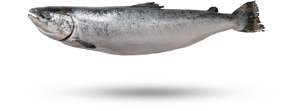 Fresh Whole Salmon Isolated PNG