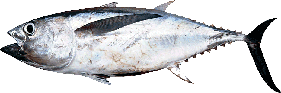 Fresh Whole Tuna Fish PNG