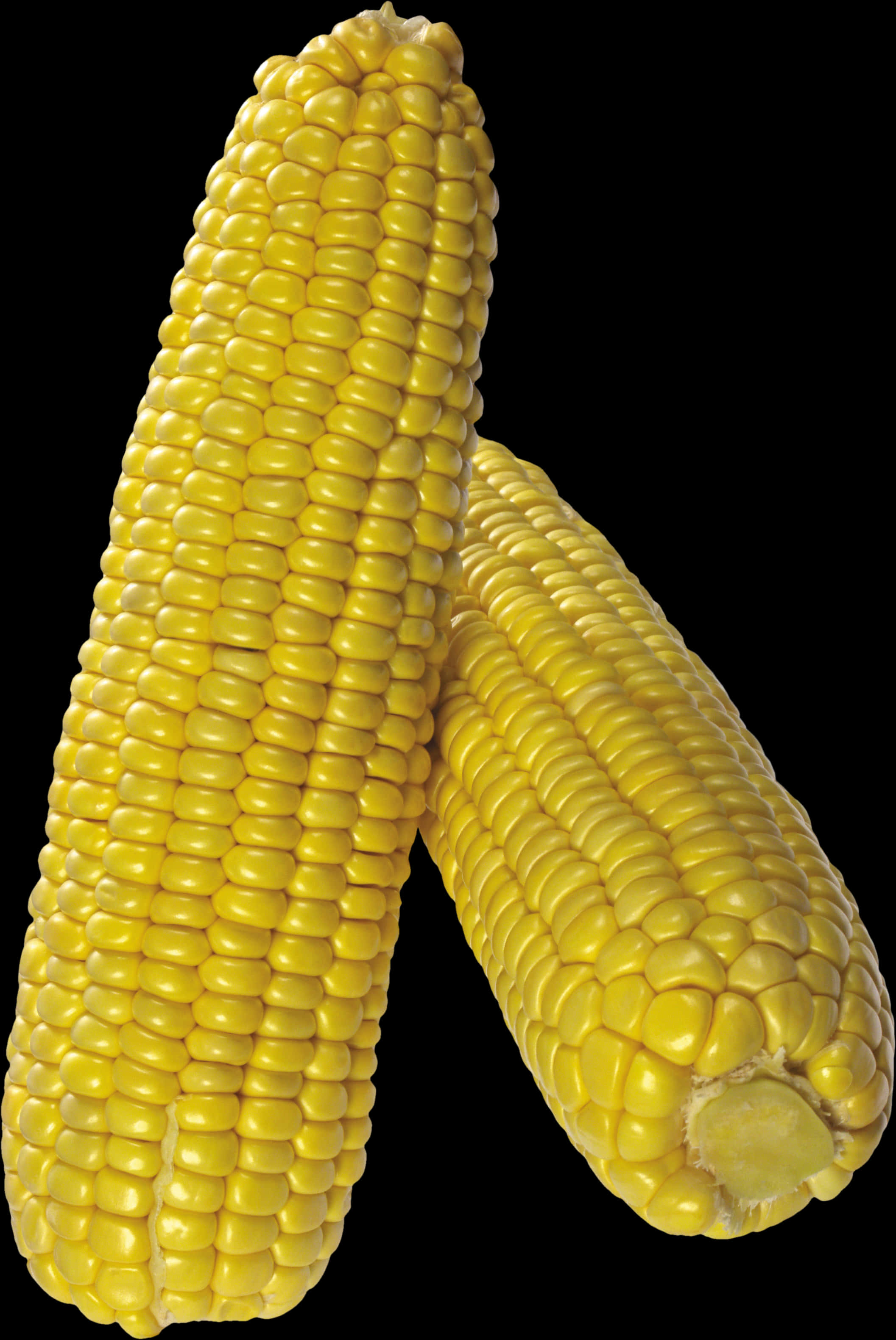 Fresh Yellow Corn Cobs PNG