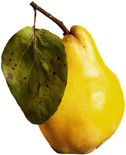 Fresh Yellow Guava Fruit PNG