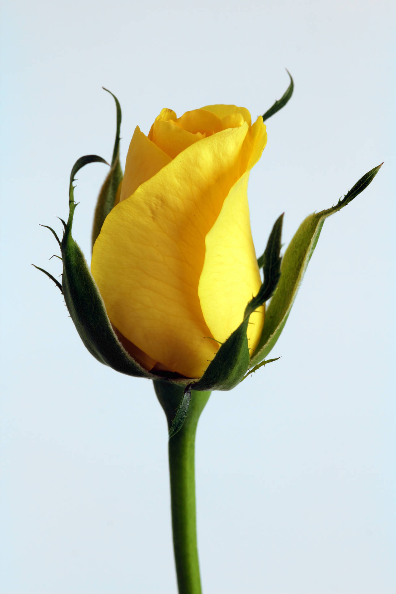 Frescocapullo De Rosa Amarilla. Fondo de pantalla
