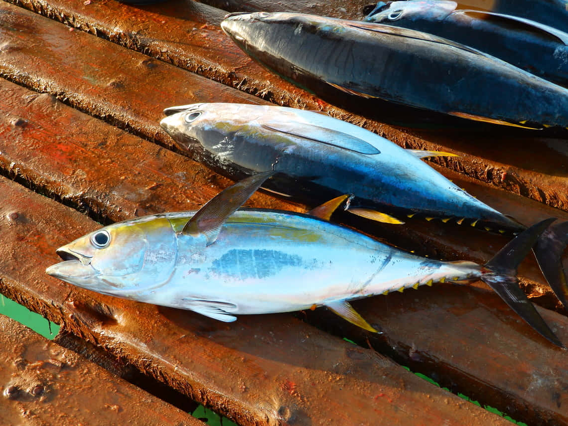 Fresh Yellowfin Tuna Catch Wallpaper