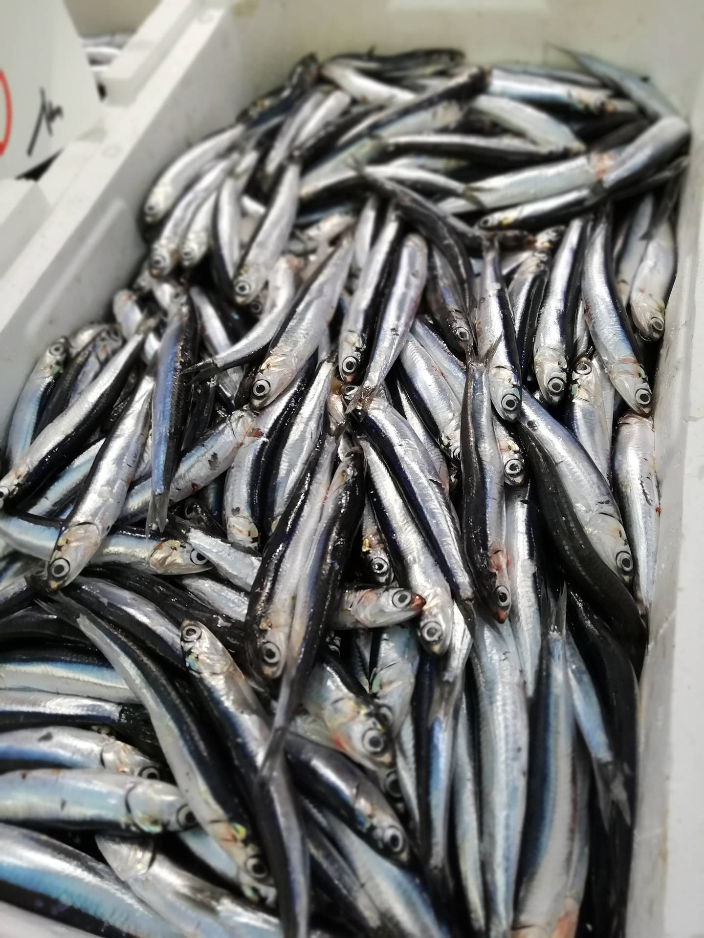 Freshly Caught Anchovies Fish Pile Wallpaper