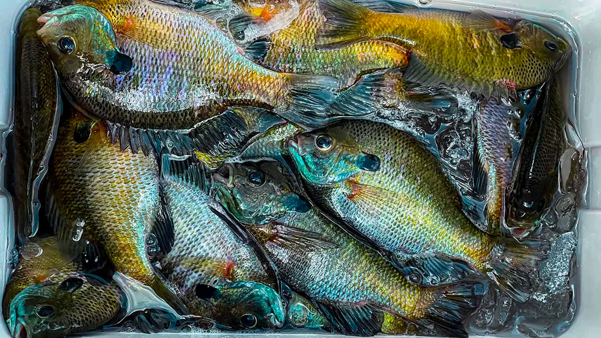 Freshly Caught Bluegill Collection Wallpaper