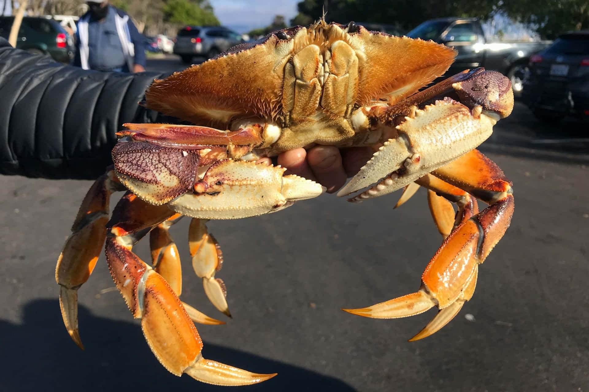 Freshly Caught Dungeness Crab Held In Hand.jpg Wallpaper