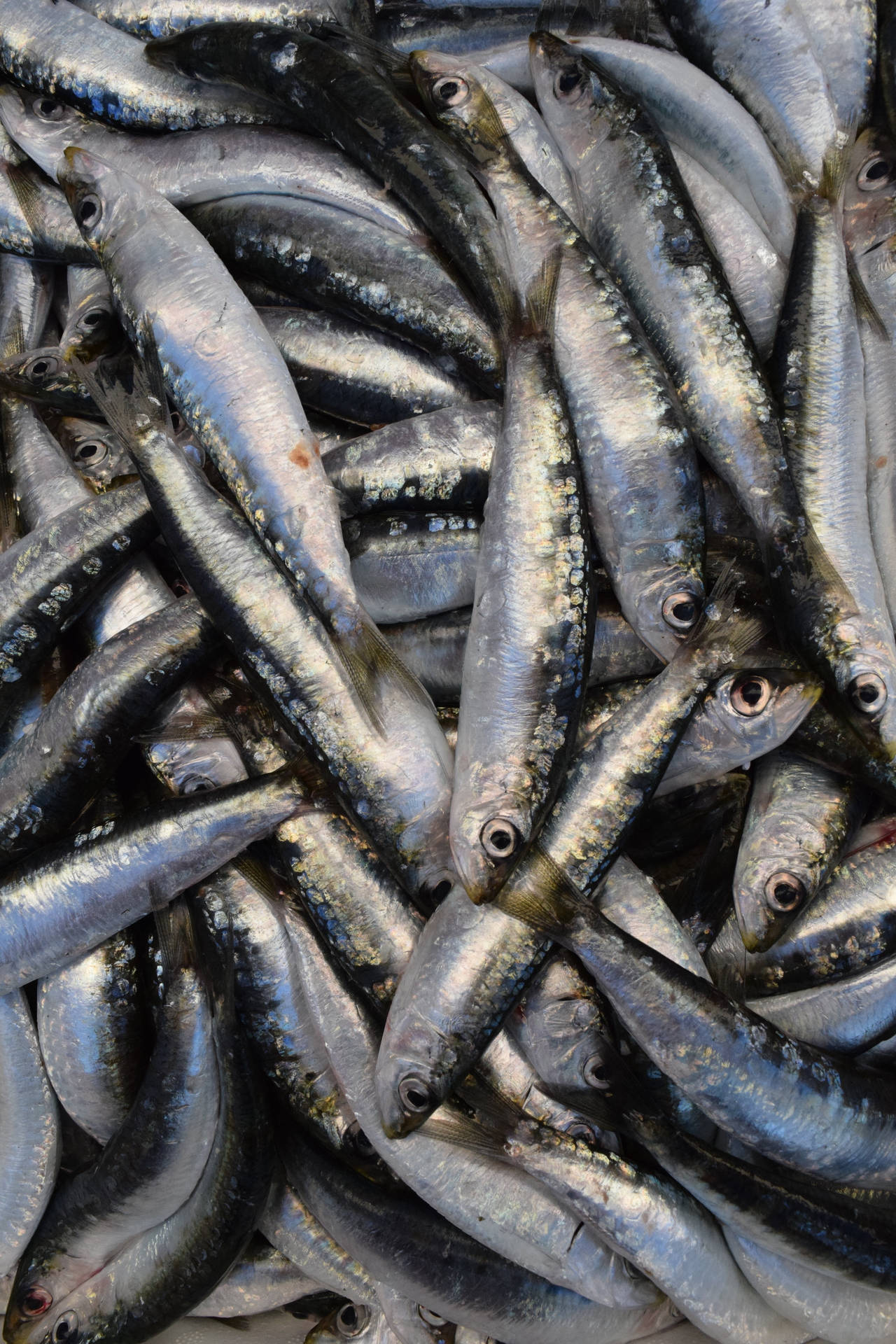 Frischgefangener Fisch Sardinen Wallpaper