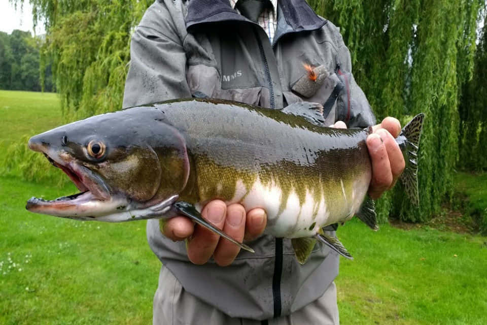 Tuoretta Saalista Pinkki Lohi Kalastajan Käsissä Taustakuva