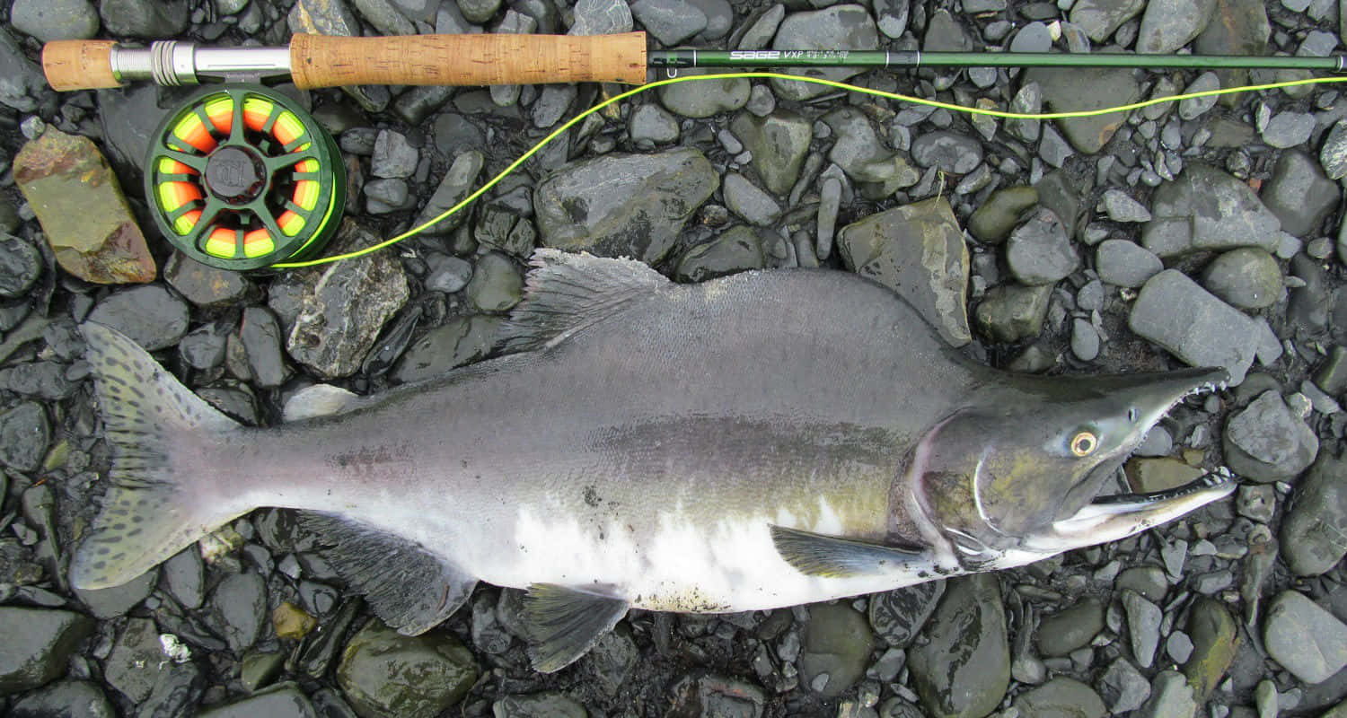 Freshly Caught Pink Salmonwith Fly Fishing Rod Wallpaper