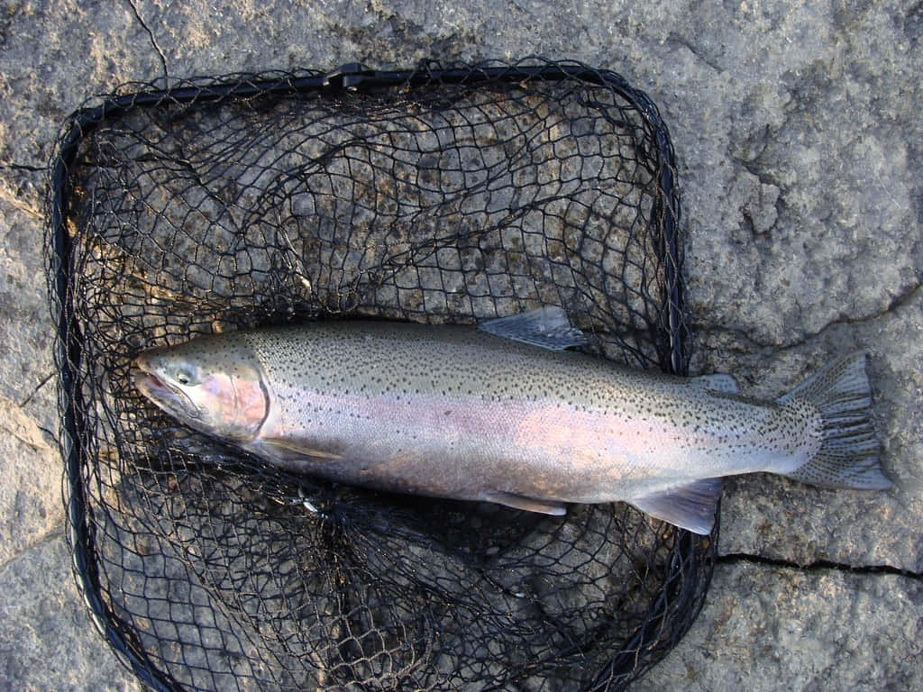 Freshly Caught Steelhead Troutin Net.jpg Wallpaper