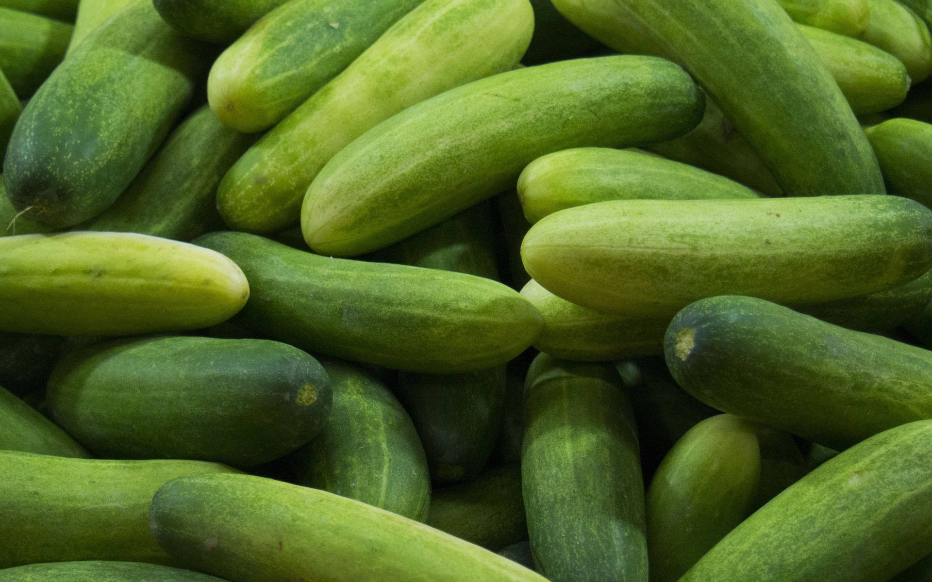 Freshly Harvested Bright Green Gherkin Cucumbers Wallpaper