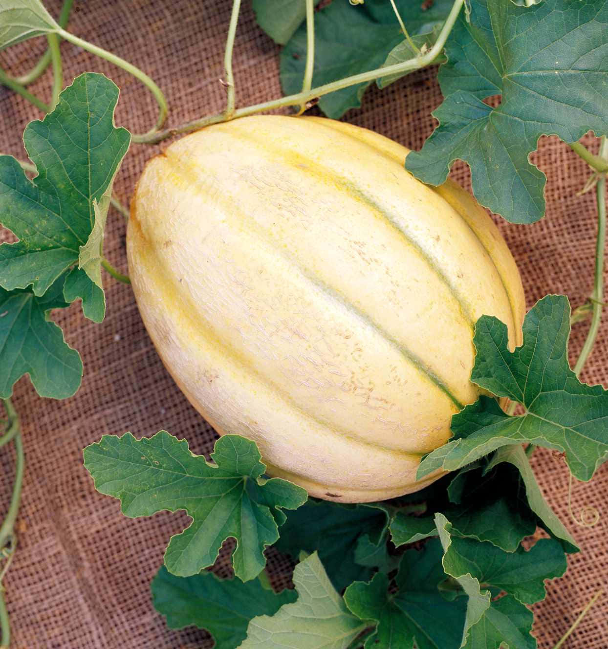Freshly Harvested Cantaloupe Fruit Crenshaw Melons Wallpaper