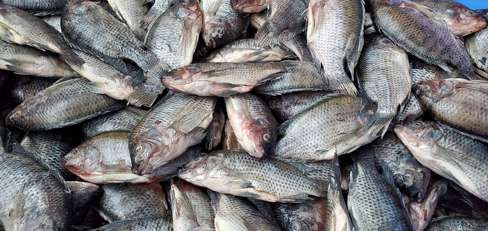 Freshly Harvested Sea Bass Wallpaper