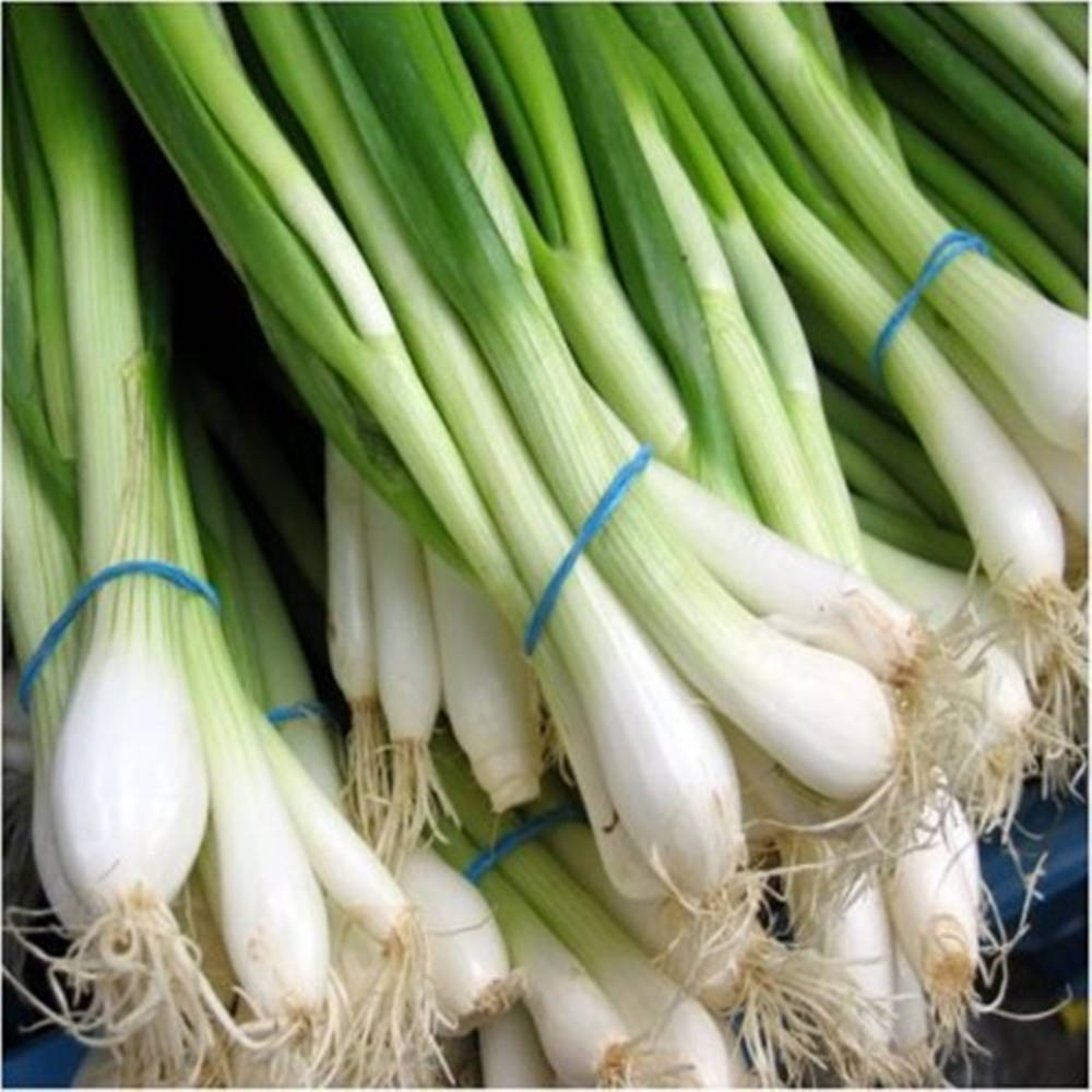 Freshly Harvested Spring Onions With Blue Strings Wallpaper