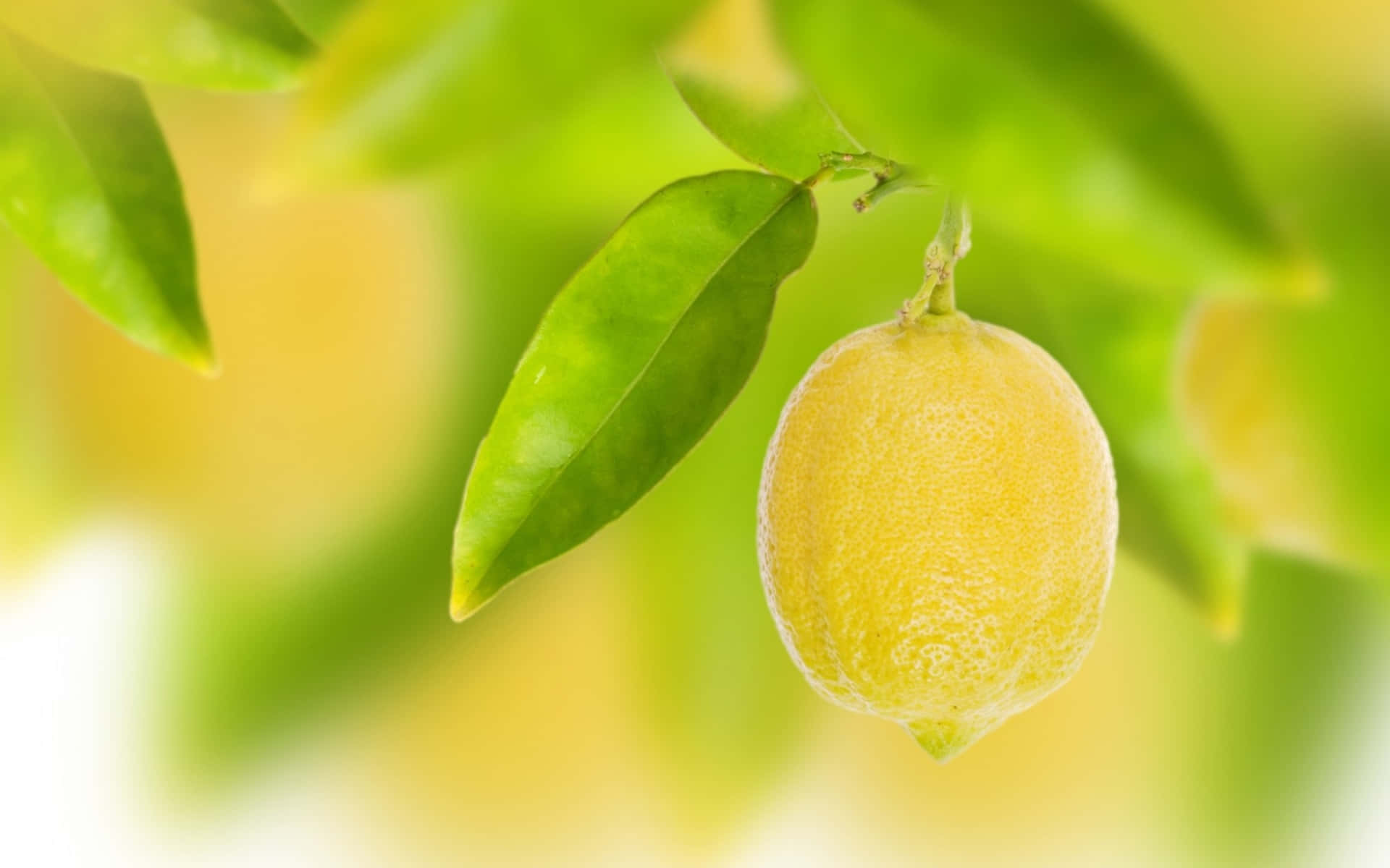 Freshly Picked Lemons On A Lemon Tree