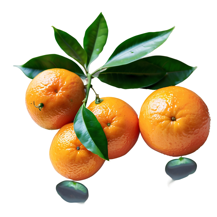 Freshly Picked Organic Oranges Png 40 PNG