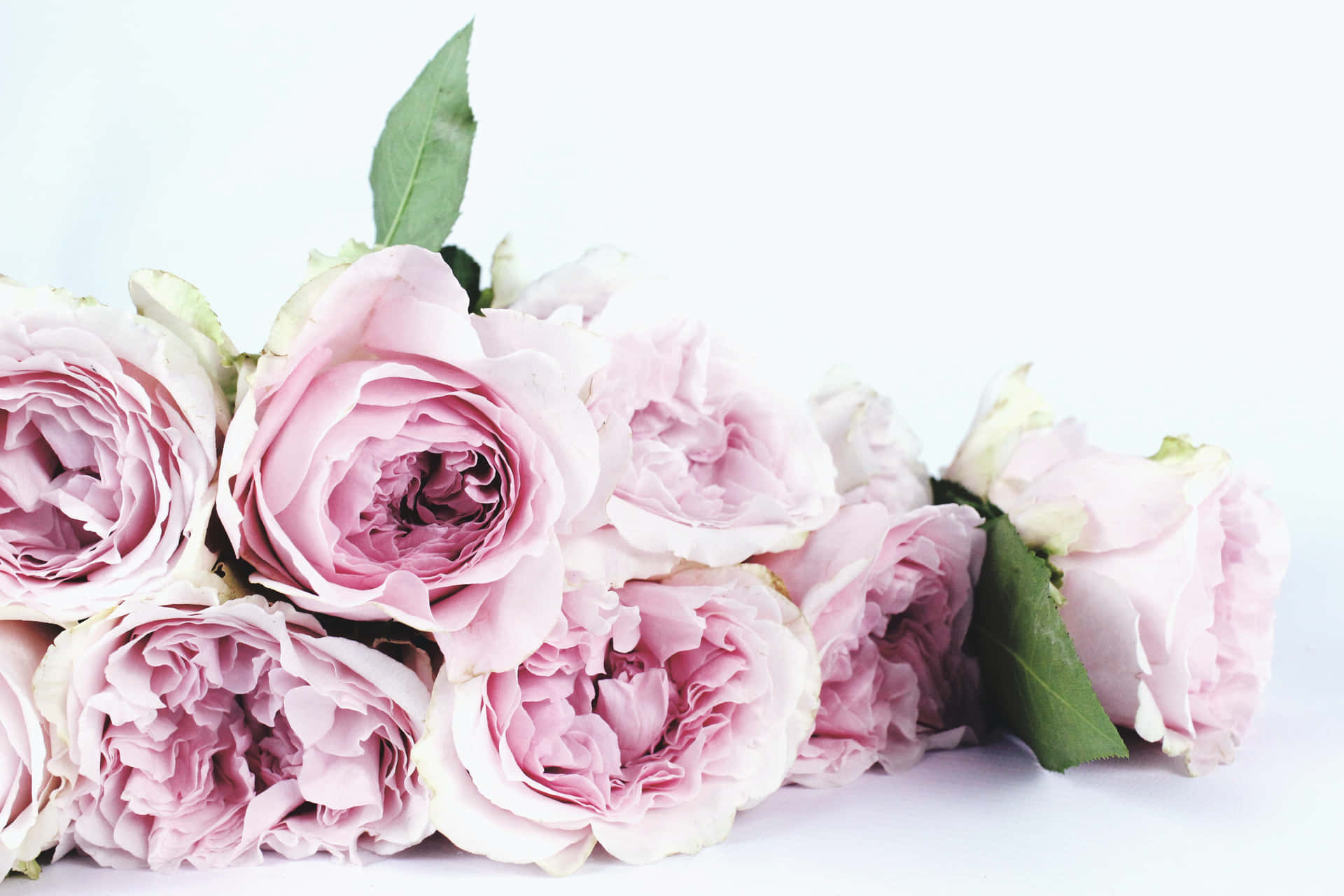 Freshly Picked Pink Roses Picture