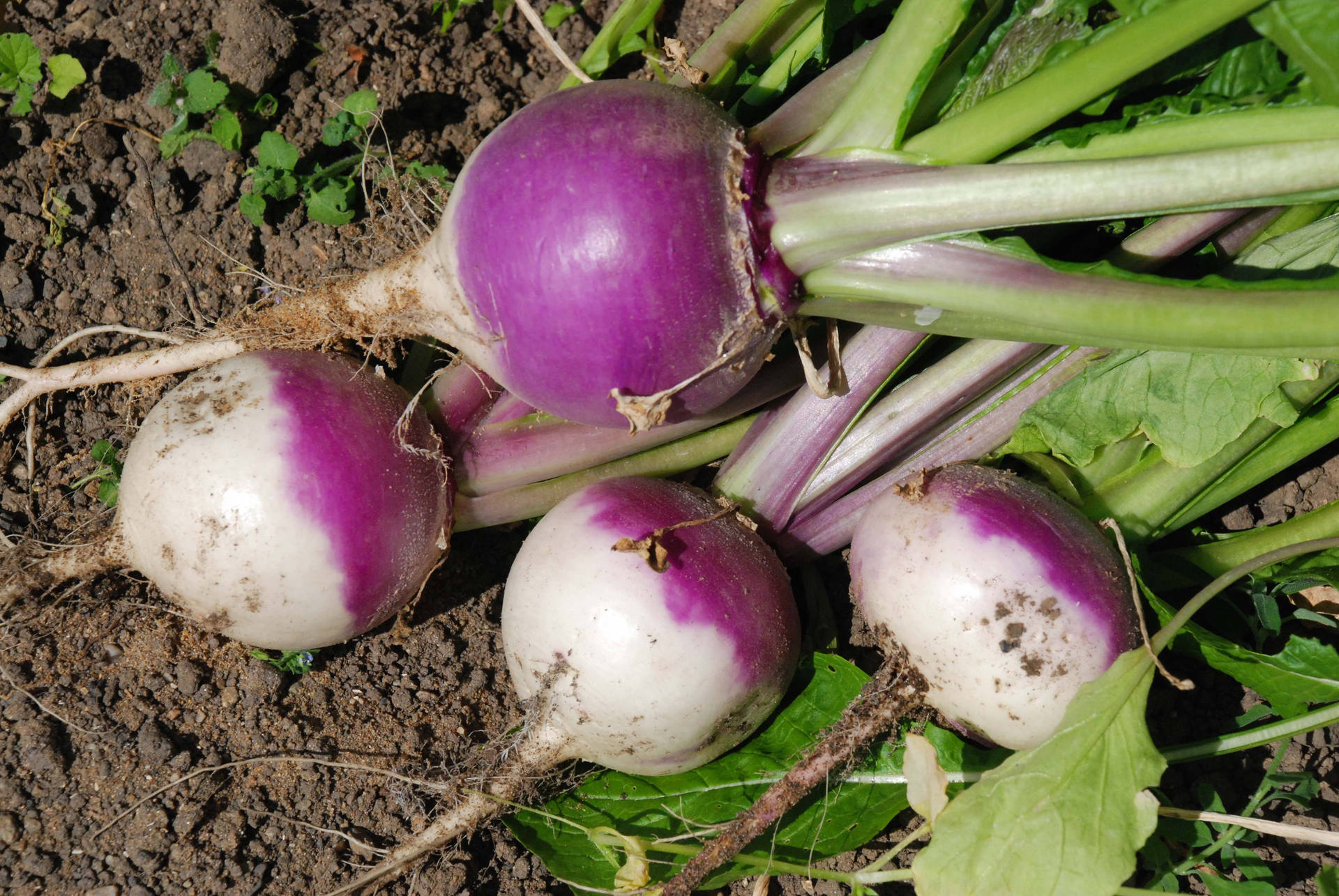 Freshly Picked Turnips Wallpaper