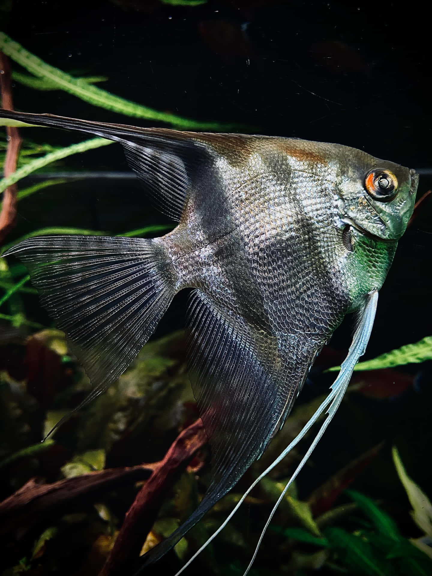 Freshwater Angelfish In Aquarium.jpg Wallpaper