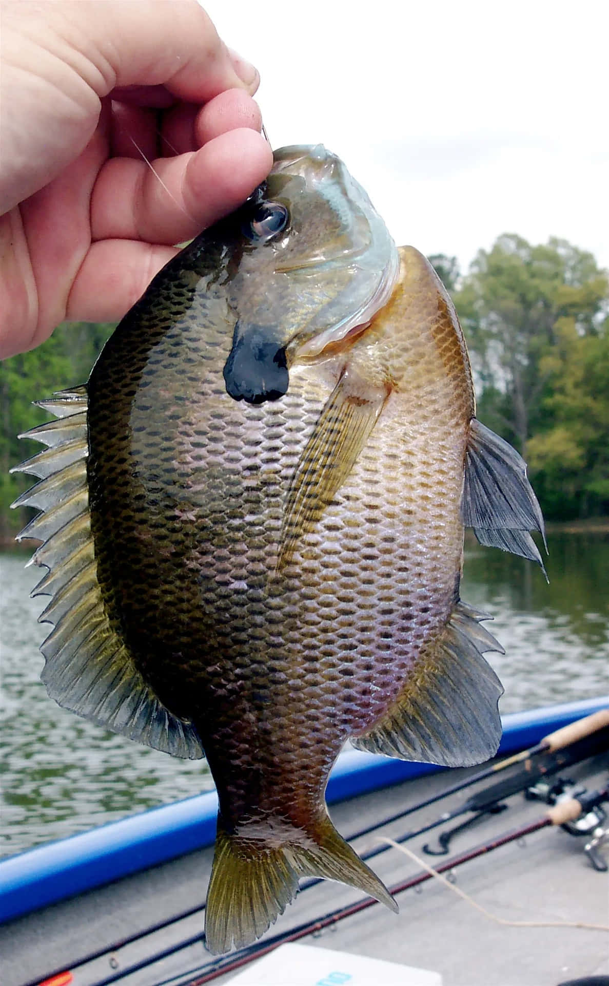 Freshwater Bream Caught Fishing Trip Wallpaper