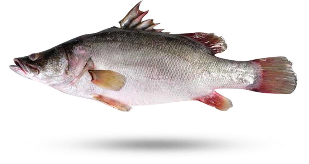 Freshwater Carp Side View.png PNG