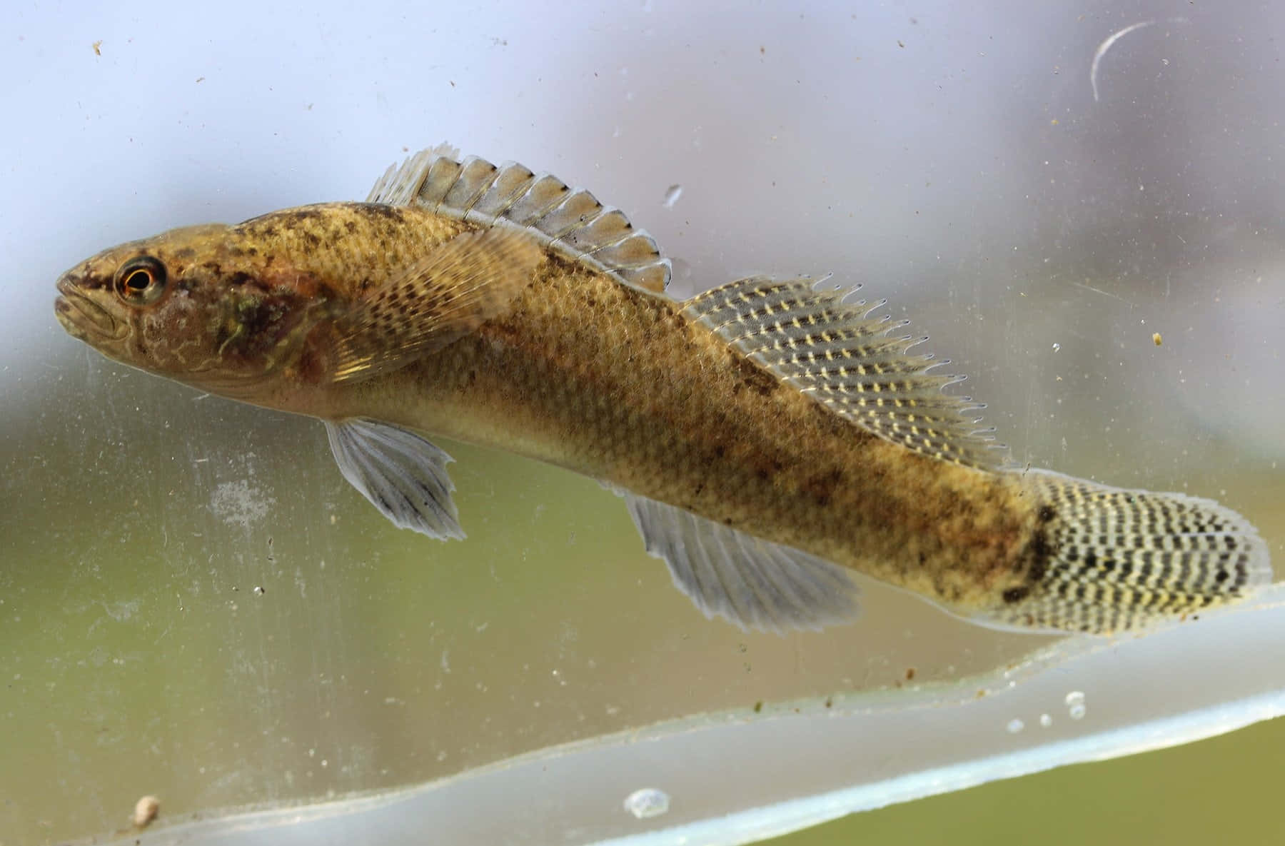 Download Freshwater Darter Fish Swimming Wallpaper | Wallpapers.com