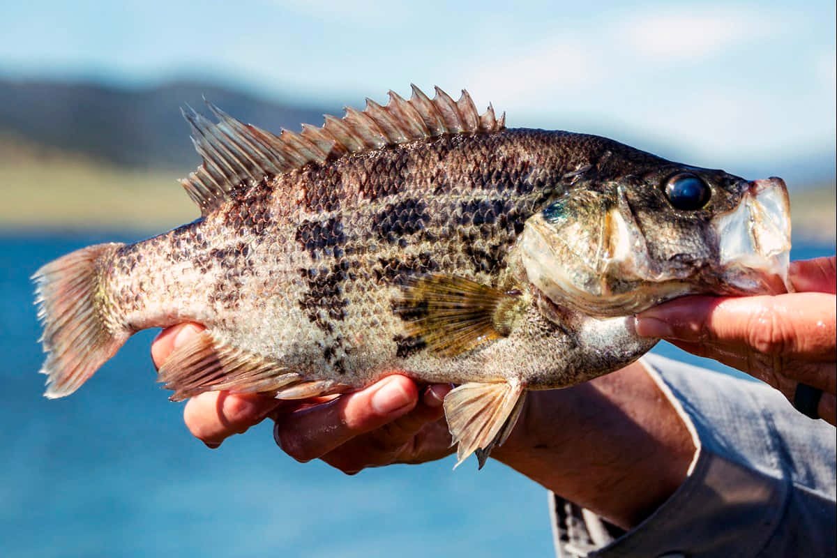 Freshwater Fish Catch Sunlight Wallpaper