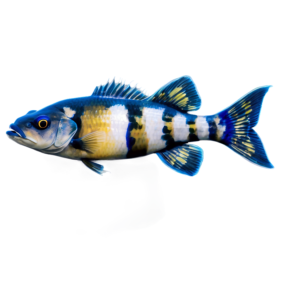 Freshwater Fish Png Yco35 PNG