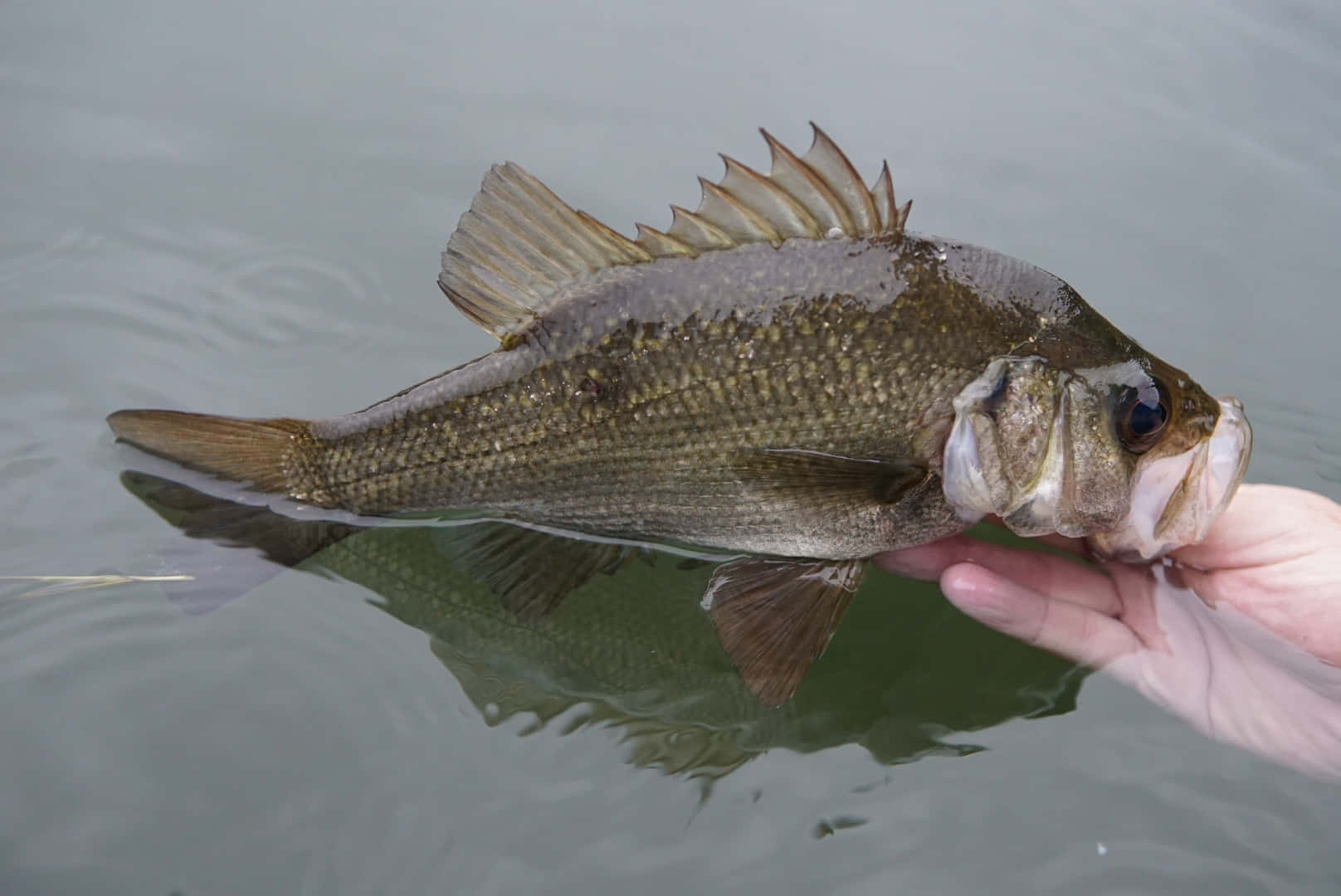 Freshwater Fishing Catch Perch Wallpaper