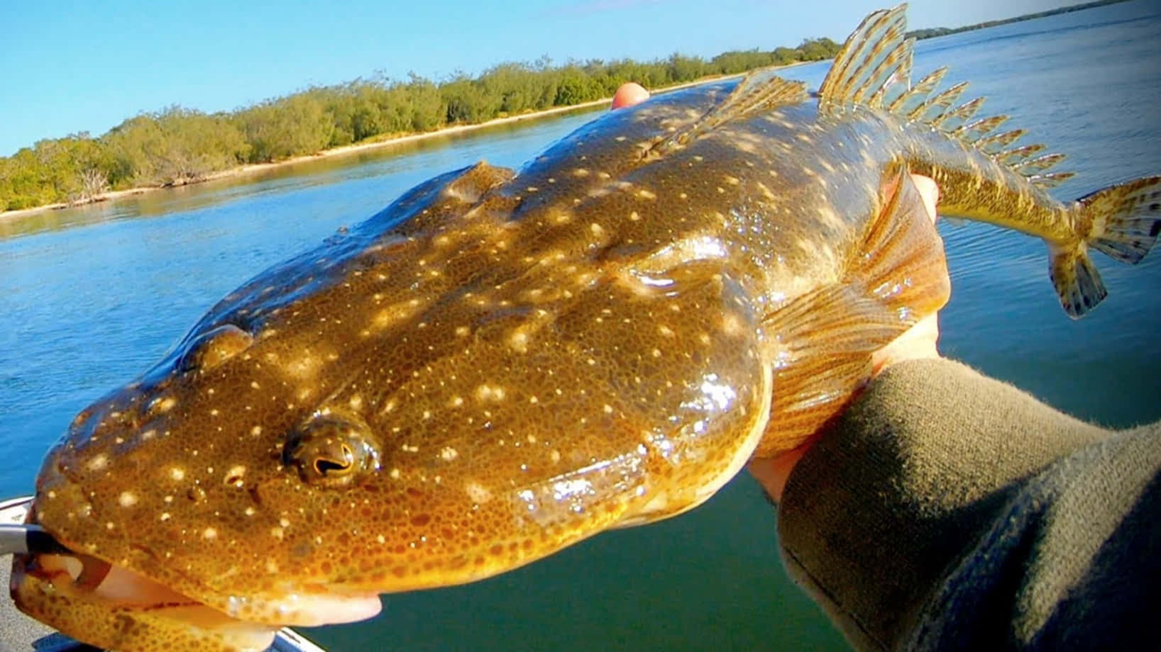 Freshwater Flathead Caughtby Angler.jpg Wallpaper