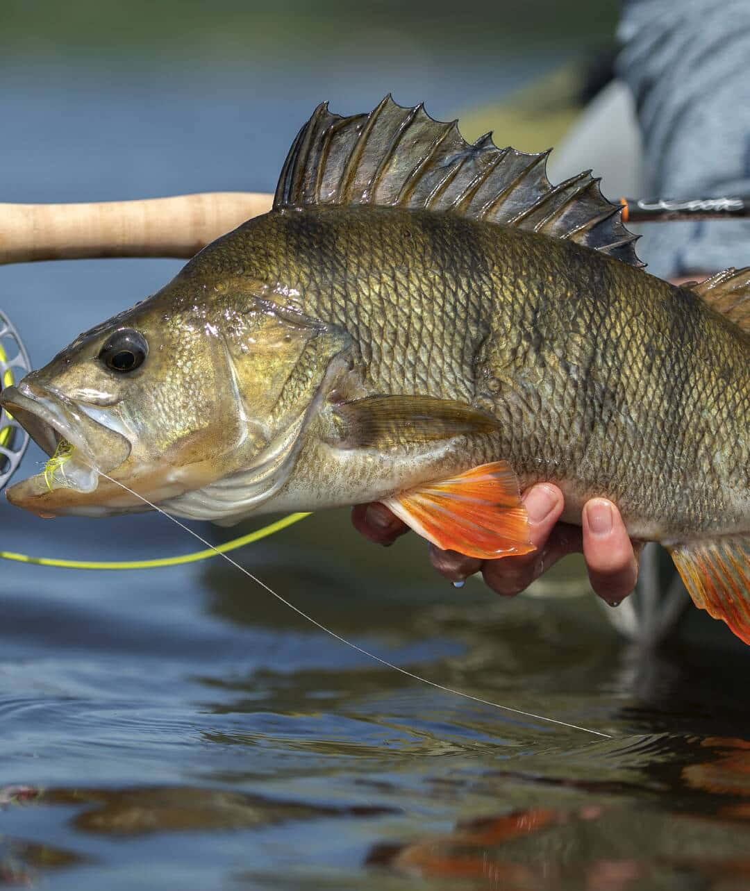 Freshwater Perch Catch Fishing Wallpaper